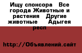 Ищу спонсора - Все города Животные и растения » Другие животные   . Адыгея респ.